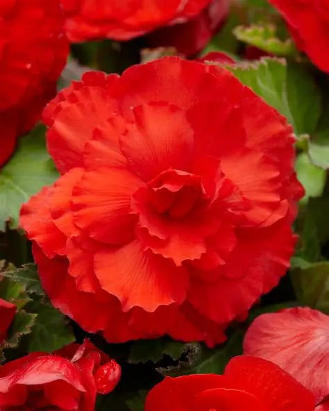 Begonia Superba Red
