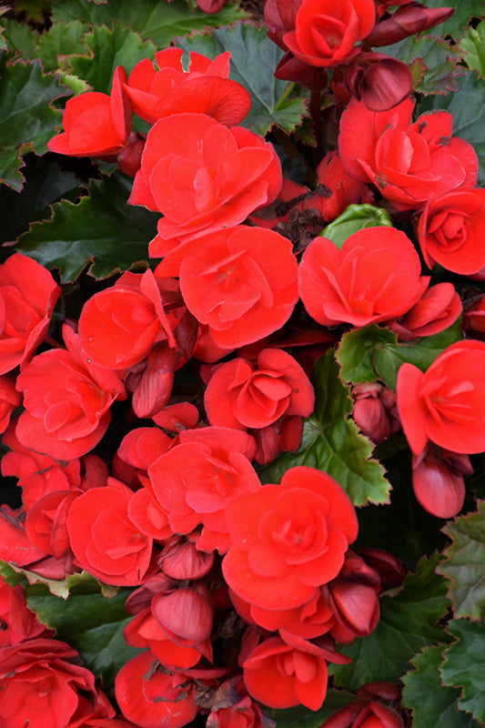 Begonia Vermillion Red
