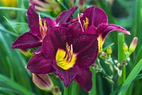 Daylily Bela Lugosi
