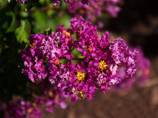 Crape Myrtle Bellini Grape