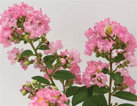 Crape Myrtle Bellini Guava