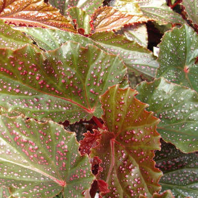 Begonia Angel Benigo