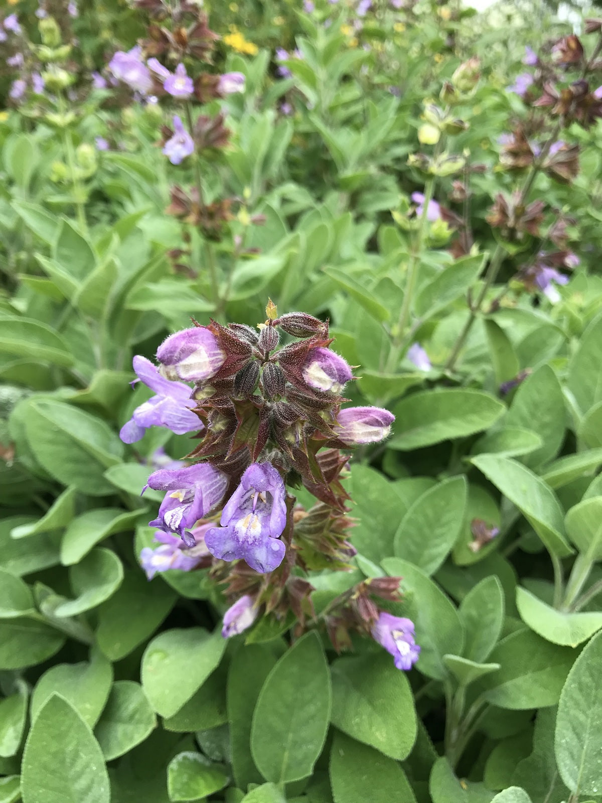 Bergartten Sage