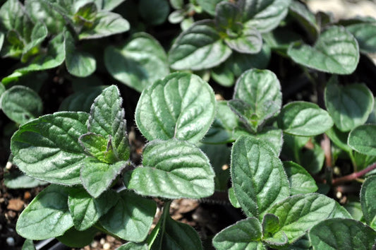 Berries and Cream Mint