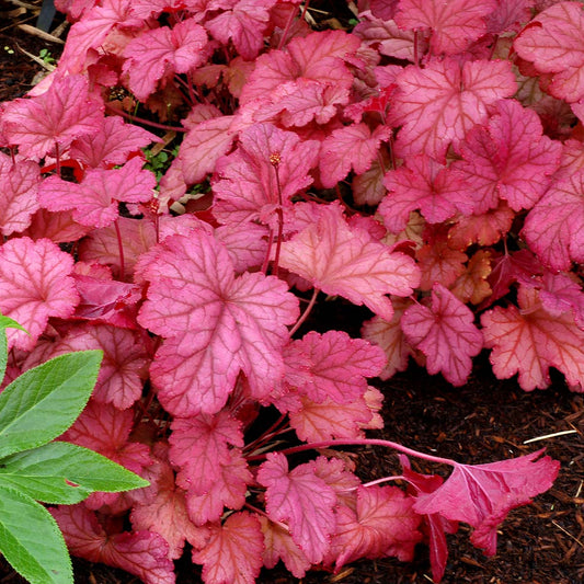 Heuchera-Berry Smoothie