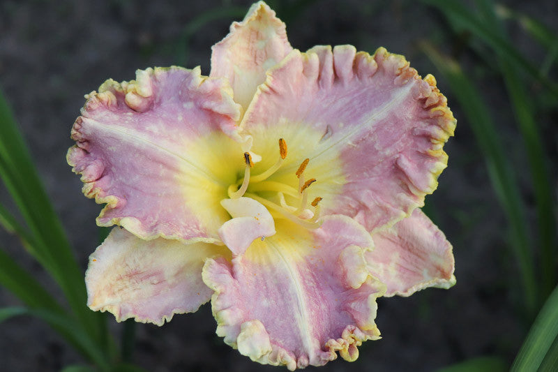 Daylily Best Seller