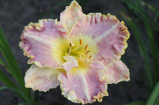 Daylily Best Seller