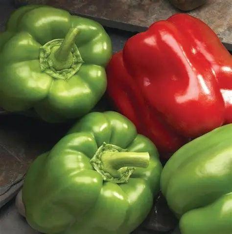 Better Bell IV Sweet Pepper