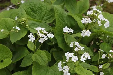 Brunnera-Betty Bowring