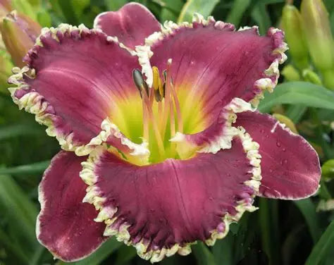 Daylily Bettylen