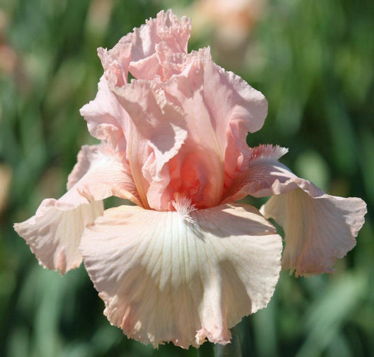 Iris Beverly Sills