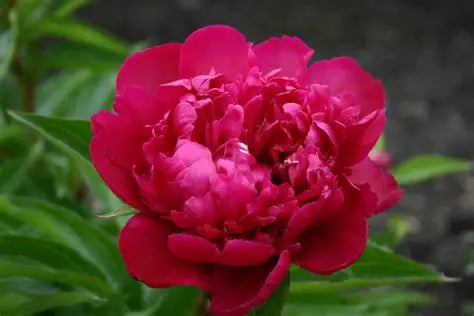 Peony Big Ben