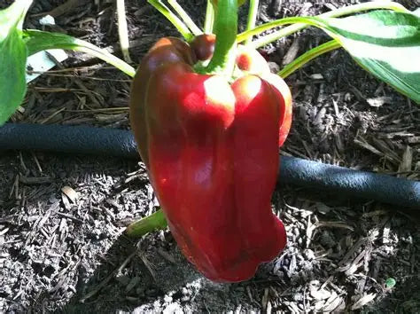 Big Bertha Sweet Pepper
