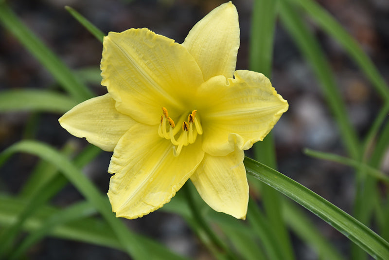 Daylily Big Time Happy
