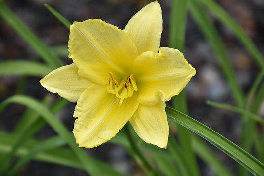 Daylily Big Time Happy