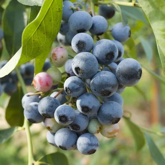 Biloxi Blueberry