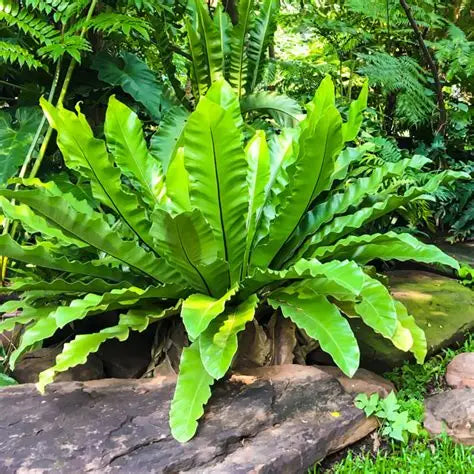Fern Birds Nest