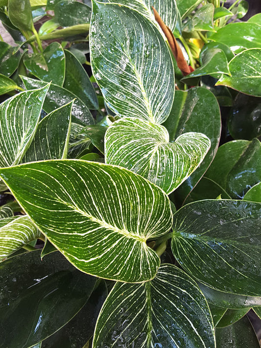 Philodendron Birkin Variegated