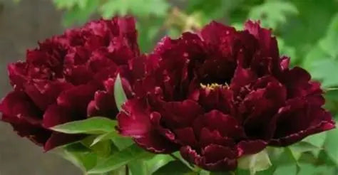 Peony Black Beauty