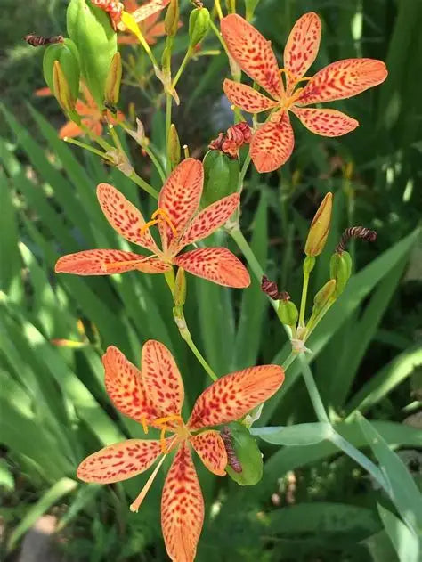 Iris Blackberry