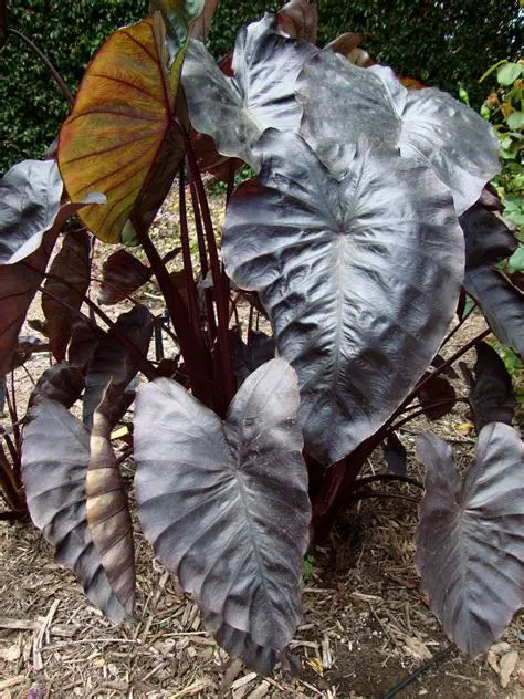 Colocasia Black Coral