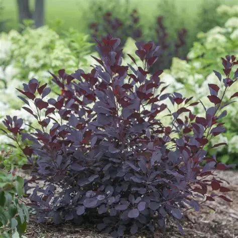 Cotinus Coggygria Black