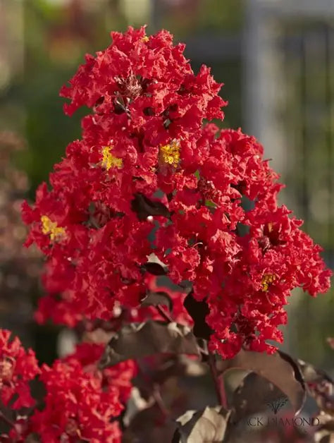 Crape Myrtle Red Black Diamond