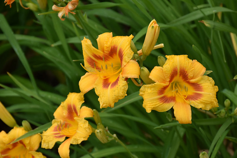 Daylily Black Eyed Stella