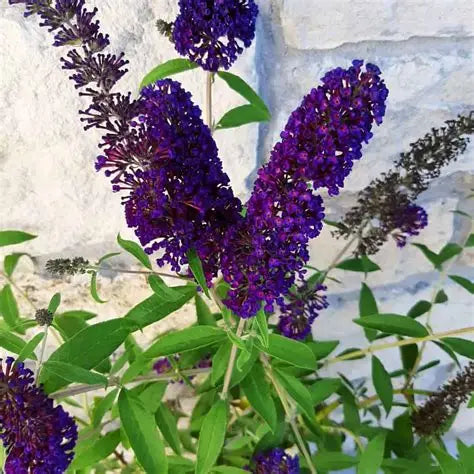 Buddleia Bush Black Knight