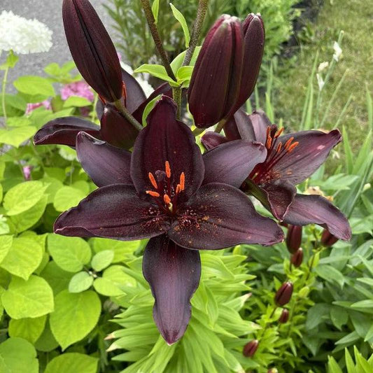 Lily Oriental Black