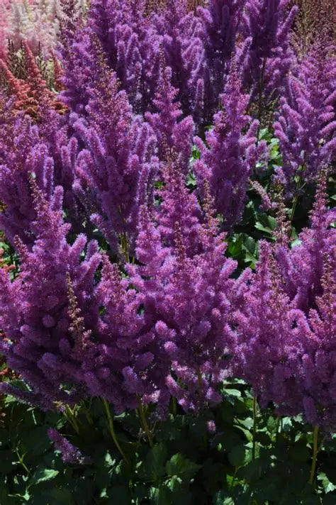Astilbe-Black Pearls
