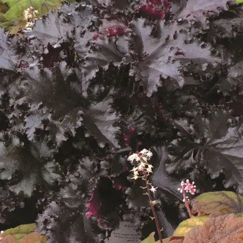 Heuchera-Black Taffeta