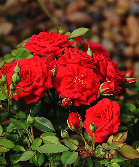 Arborose Blaze Red