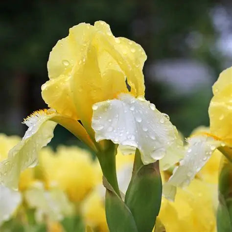Iris Blessed Again