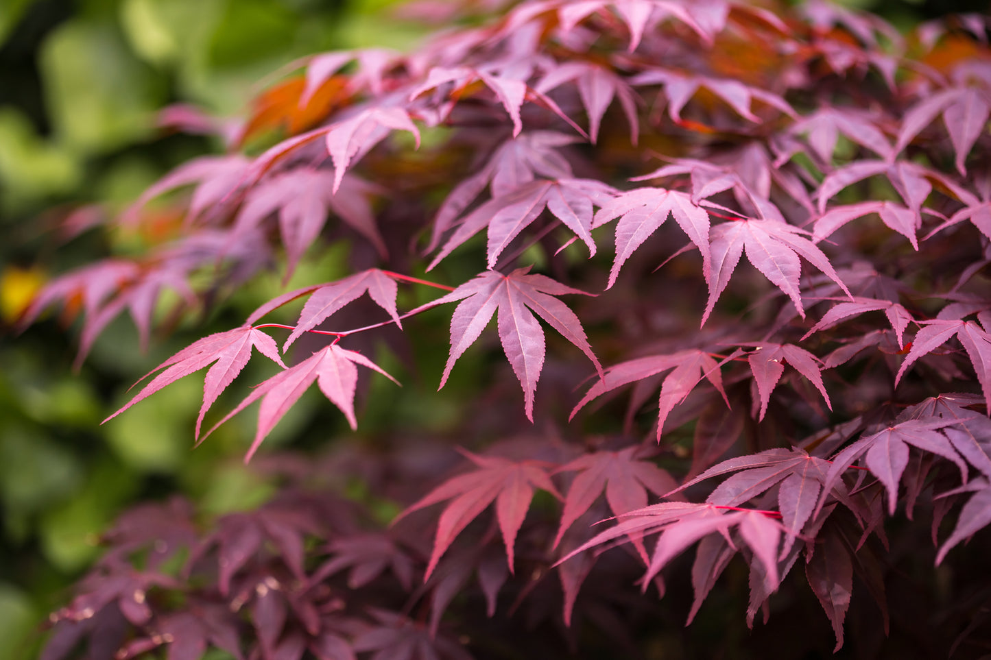 Japanese Maple Bloogood