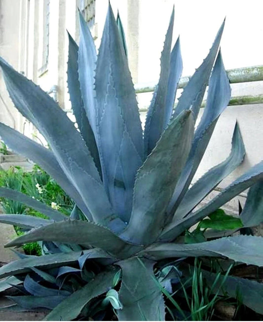 Agave Blue Cactus