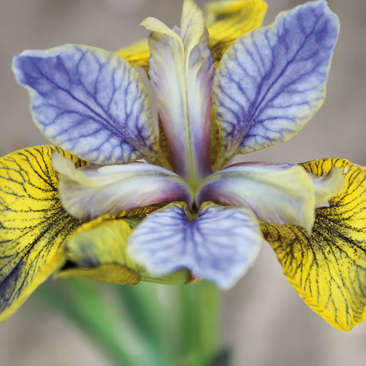 Iris Blue and Yellow