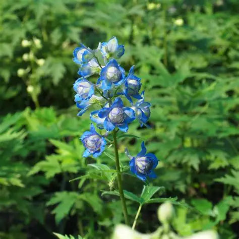 Delphinium-Blueberry Pie