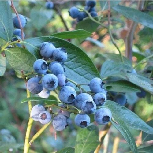 Bluebird Blueberry