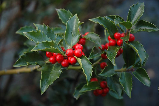 Holly Ilex Blue Girl/Boy