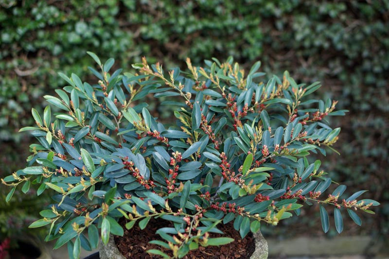 Distylium Blue Cascade