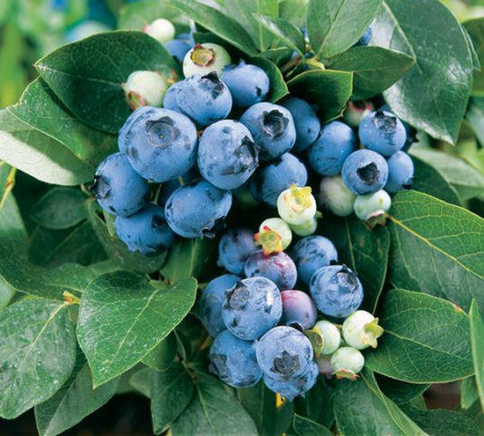 Bluecrop Blueberry