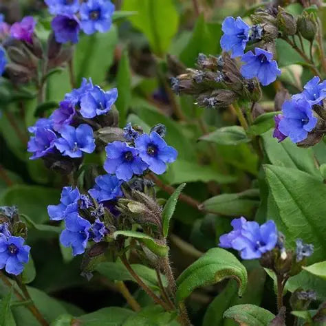 Pulmoneria-Blue Ensign