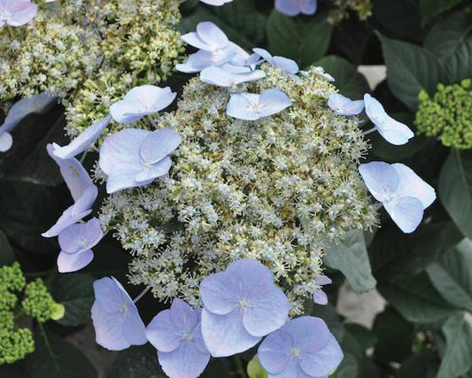 Hydrangea Game Changer
