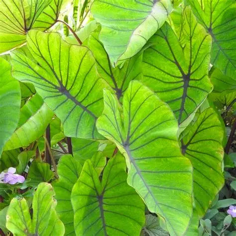 Colocasia Blue Hawaii