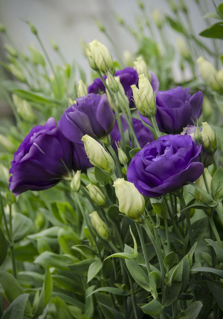 Lisianthus Blue
