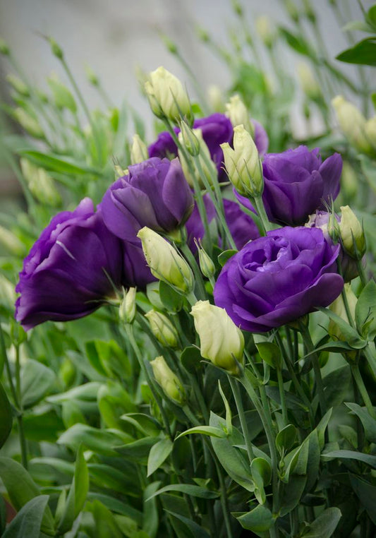 Lisianthus Blue