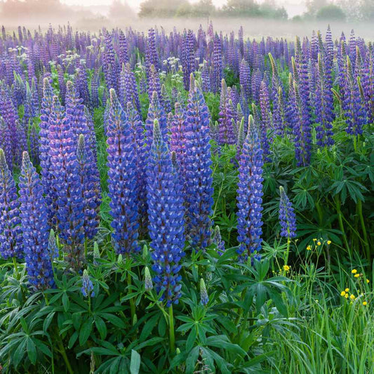 Lupinus Gallery Blue