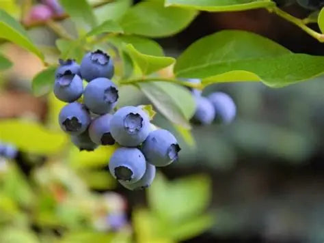 Blueray Blueberry