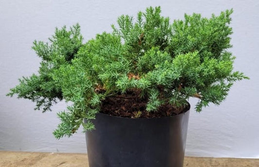 Juniper Blue Rug Bonsai